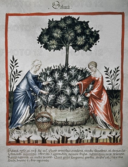 I-RECOGIDA DE LA SALVIA-MINIATURA DE "TACUINUM SANITATIS"
VIENA, BIBLIOTECA