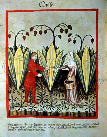 I-RECOGIDA DE AGAVE-MINIATURA DE "TACUINUM SANITATIS"
VIENA, BIBLIOTECA NACIONAL
AUSTRIA

This