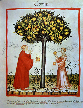 I-MUJERES RECOGIENDO Y PROBANDO EL FRUTO DEL CEDRO-MINIATURA"TACUINUM SANITATI
VIENA, BIBLIOTECA