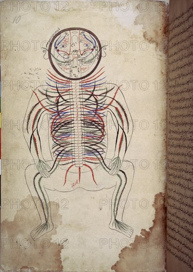 TASRIH-I MANSURI
MANUSCRITO ARABE 2296 - DIAGRAMA ANATOMICO-F 10-TERMINACIONES NERVIOSAS
LONDRES,