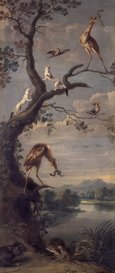 Snyders, Aquatic birds, ermines etc...