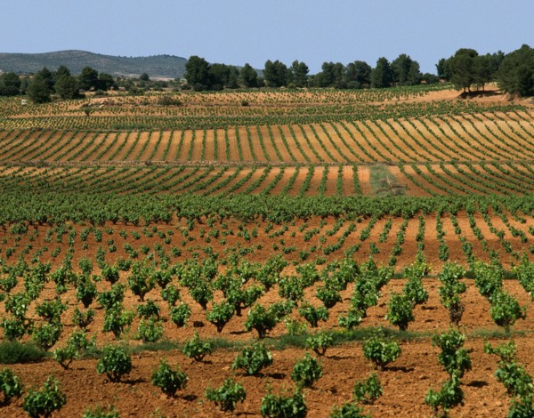 Vignoble