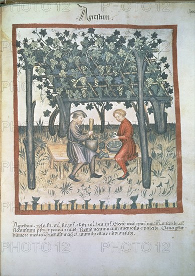 TACUINUM SANITATIS - VENDIMIA (AGRUM VINO ACIDO) -  MANUSCRITO MEDIEVAL SOBRE MEDICINA - S