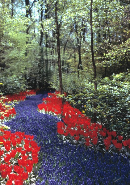 Fleurs dans la forêt, symbolisant le chemin vers l'illumination, la voie du bouddhisme
