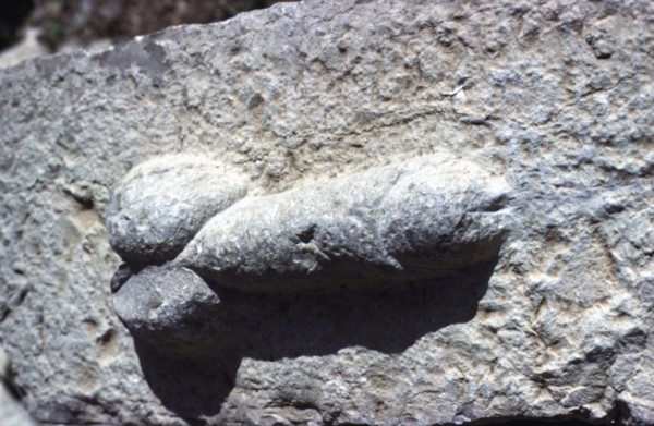 Symbole phallique, à Volubilis
