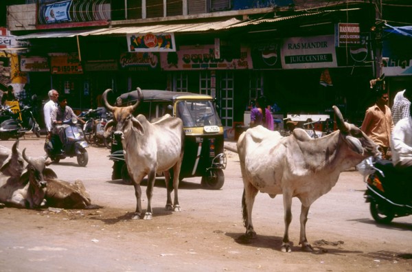Vaches sacrées dans les rues en Inde