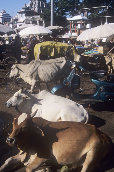 Sacred cows blocking traffic in Puri Orissa state