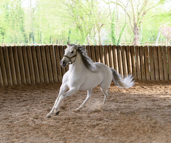 Dressage de chevaux