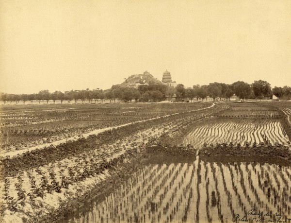 Ricefield and Summer Palace in the background (China)