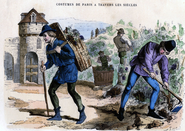 Grape harvest in France, 15th century
