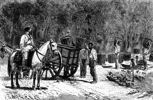 Coffee picking