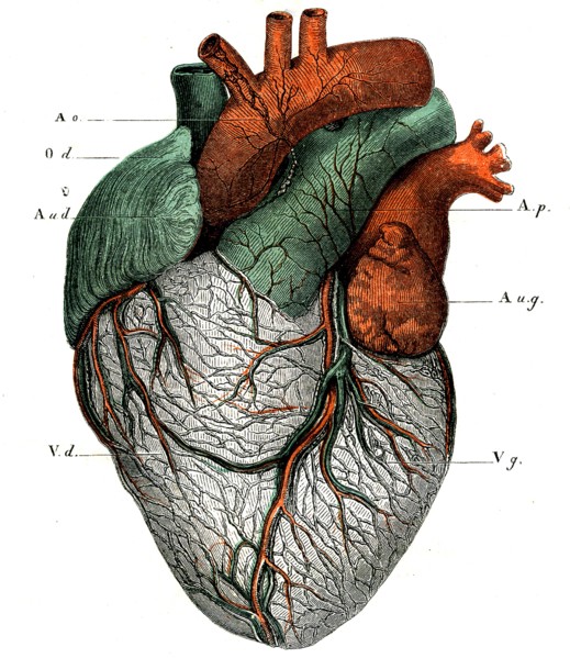 ANATOMIE-Le coeur,face antérieure