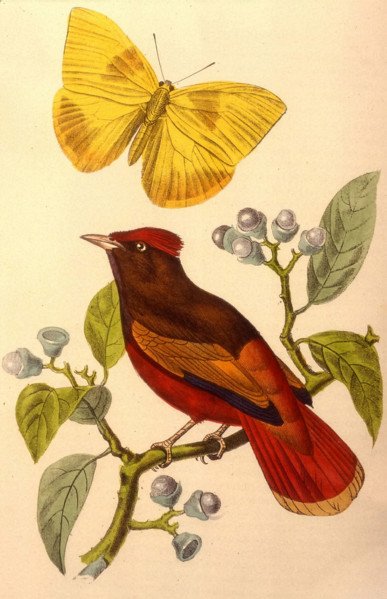 Guianan Red Cotinga