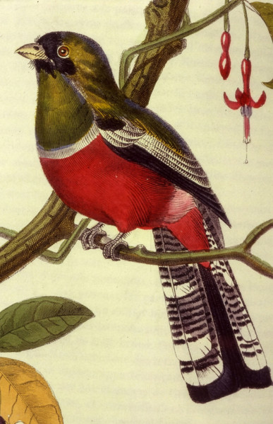 Blue-crowned Trogon