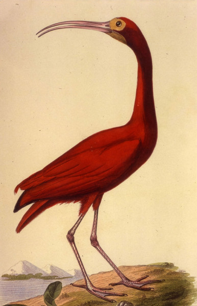 Scarlet Ibis