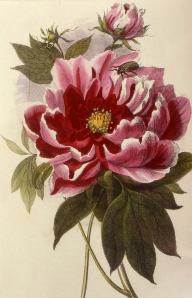 Double Peony