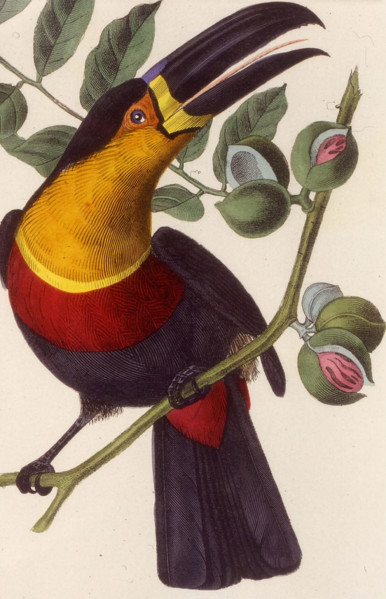 channel-billed toucan
