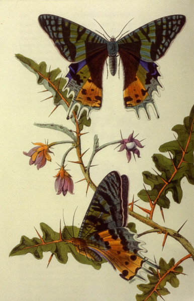 Butterfly