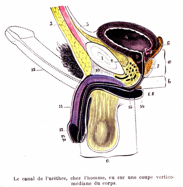 Pénis et canal de l'urètre