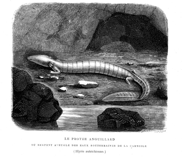The protee eel, blind snake  in underground waters in Austria. from artwork
 " The Universe before
