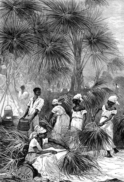 Harvesting the wax of the Carnauba tree for making the phonograph cylinder
From " Popular physics