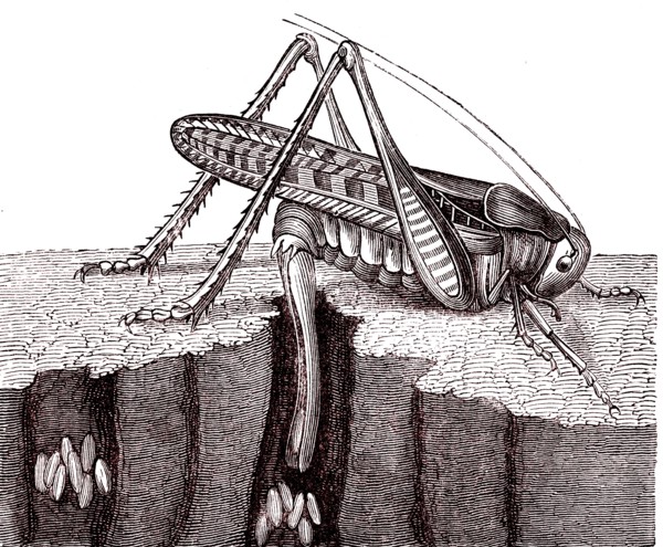 Grasshopper laying eggs.From " Animaux etranges " by Mme Gustave Demou
lin. Paris 1880