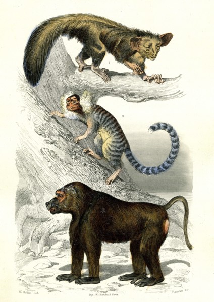 1 ) L' Aye-aye        1846
2 ) Le Ouistiti
3 ) Le papion
Planche illustrée parue dans l'ouvrage
