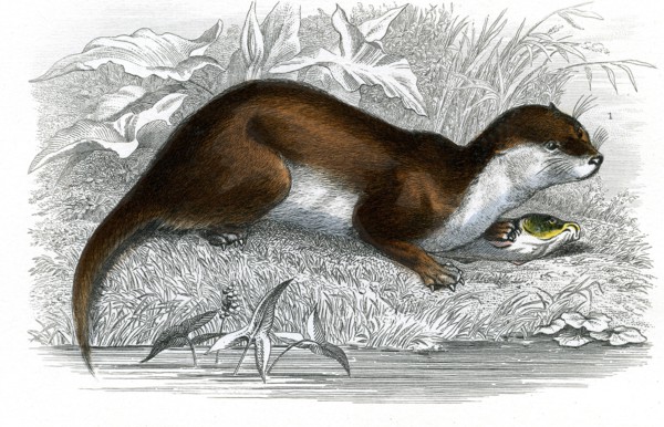 La loutre
1846
Planche illustrée parue dans l'ouvrage "Le Règne Animal distribué d'après son