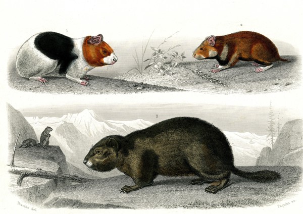 1 ) Le cochon d' Inde      1846
2 ) Le Hamster
3 ) La marmotte
Illustration from the French