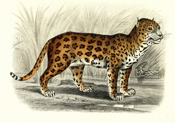 Le Jaguar
1846
Illustration from the French edition of the book "Le Règne Animal" by Georges