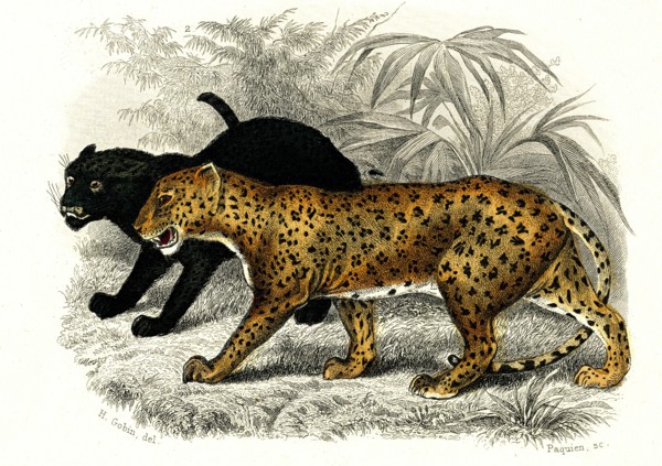 Les panthères
1846
Illustration from the French edition of the book "Le Règne Animal" by Georges