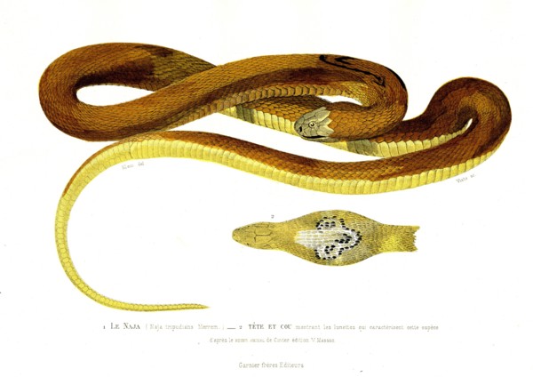 1 ) Najatripudians           1846
2 ) Naja head
Illustration from the French edition of the book