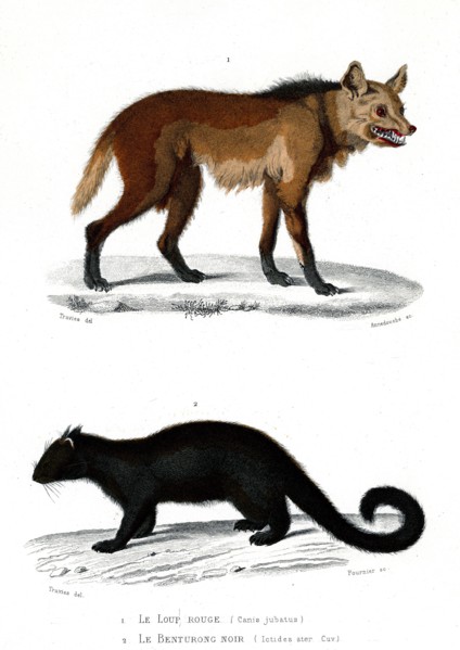 1 ) Canis jubatus
2 ) Ictides ater
1846
Planche illustrée parue dans l'ouvrage "Le Règne Animal