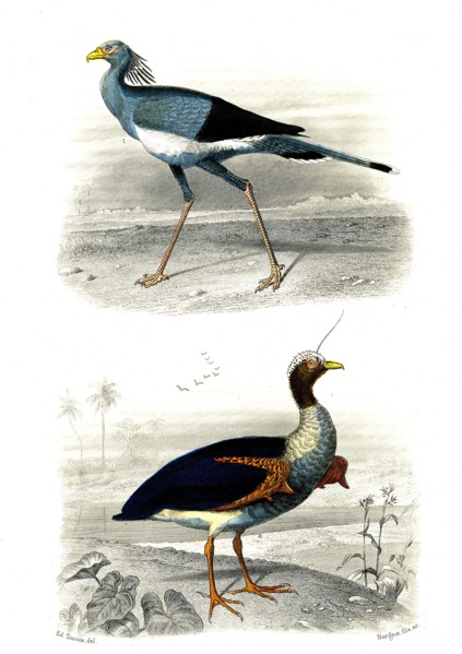 1 ) Le secrétaire       1846
2 ) Le Kamichi
Planche illustrée parue dans l'ouvrage "Le Règne