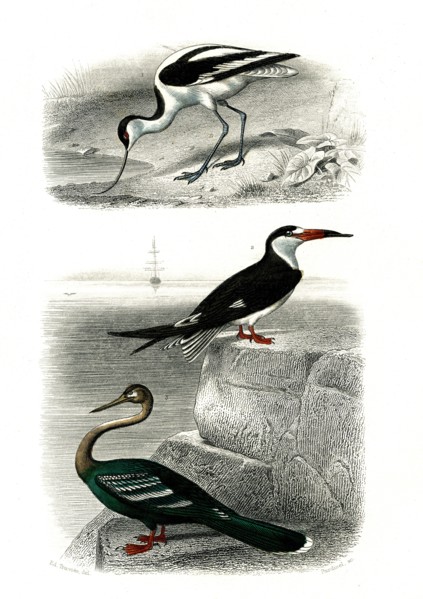1 ) l'avocette     1846
2 ) le bec en ciseaux
3 ) l' anihnga
Planche illustrée parue dans