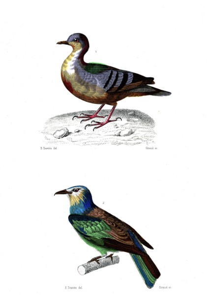 1 ) Coloba cruentata         1846
2 ) Cor viridis  ( Le rollier vert )
Illustration from the