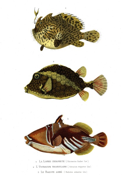 1 ) Chironectes Scaber  ; 1846
2 ) Ostracion triqueter
3 ) Balistes armatus
Planche illustrée