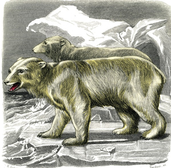 The white bear
1846
Illustration from the French edition of the book "Le Règne Animal" by Georges