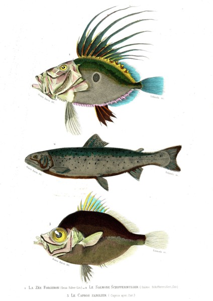 1 ) Zeus Faber                       1846
2 ) Salmo Schiffermulleri
3 ) Capros aper
Illustration