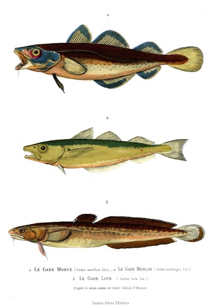 1 ) Gaus morrhua
2 ) Gadus merlangus
3 ) Gadus Lota       1846
Illustration from the French