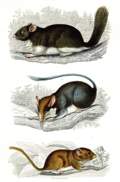 1 ) Le loir                 1846
2 ) Le Lérot
3 ) Le muscardin
Planche illustrée parue dans