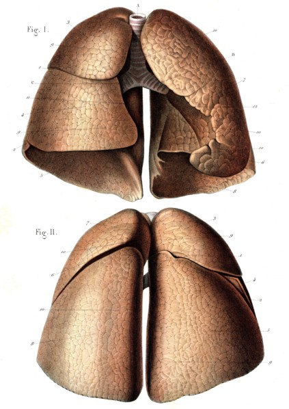 Conformation extérieure des poumons
