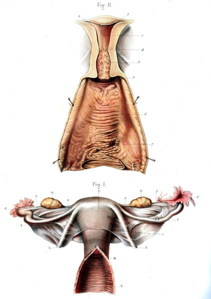 Organes génitaux internes de la femme