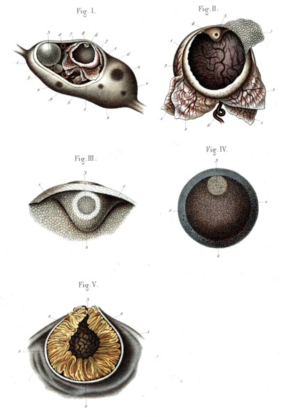 Structure de l'ovaire - 1866