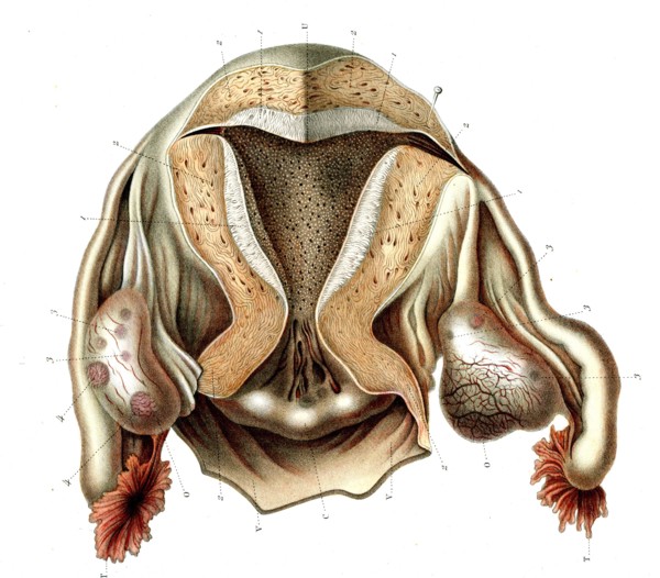 Structure de l'utérus ,muqueuse utérine