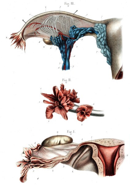 Trompe de FALLOPE