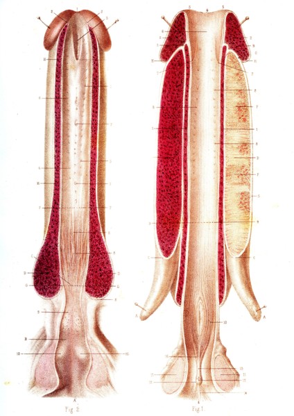 URETRE & corps caverneux ( Anatomie descriptive ) Pl. 46