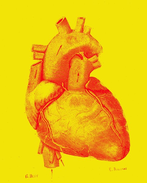 Heart anterior face