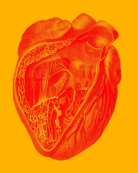 Le coeur, ventricule droit ouvert