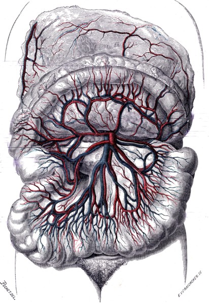 Descriptive anatomy